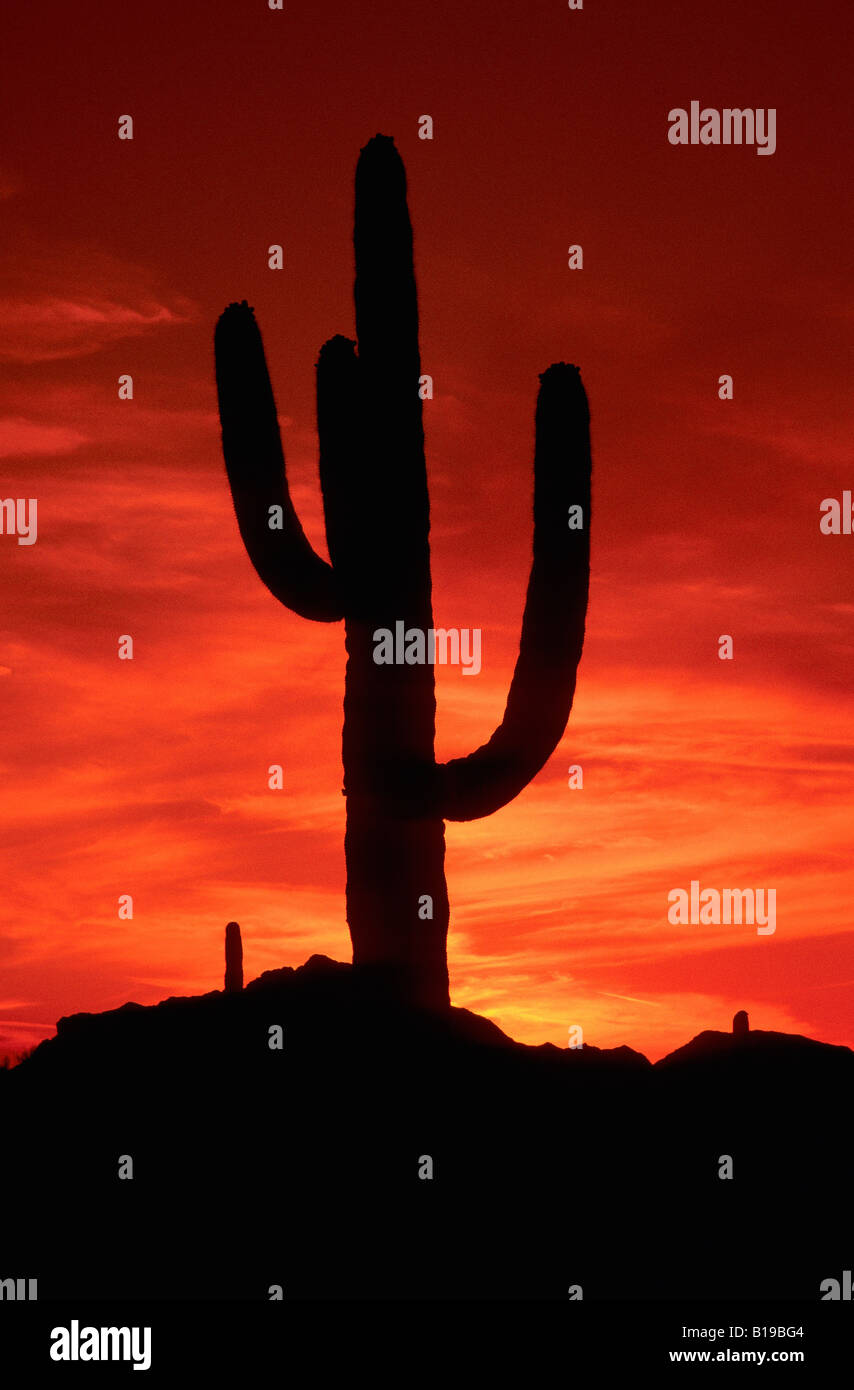 Sunrise saguaro cactus (Carnegiea gigantea), Sonoran Desert, southern Arizona USA Stock Photo