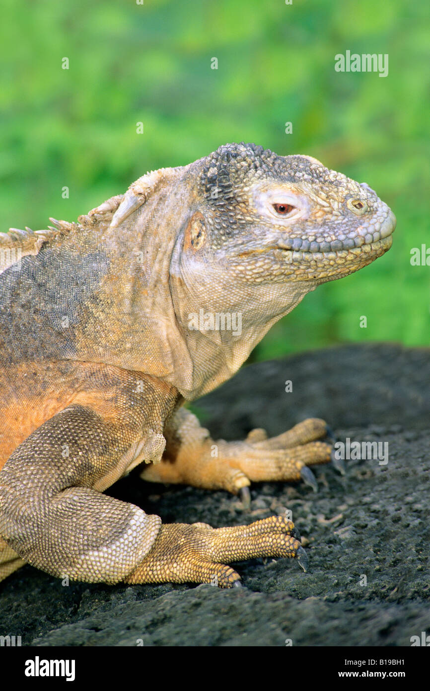 Santa Fe Land Iguana (Conolophus pallidus), Santa Fe Island, Galapagos Archipelago, Ecuador Stock Photo