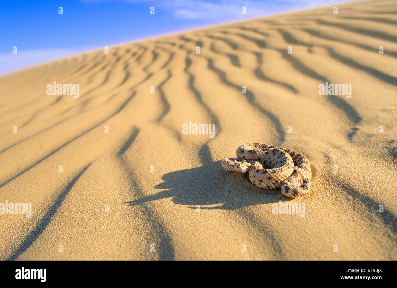 Sidewinder rattlesnake (Crotalus cerastes), Imperial Dunes, Sonoran Desert, Southeastern California, USA Stock Photo