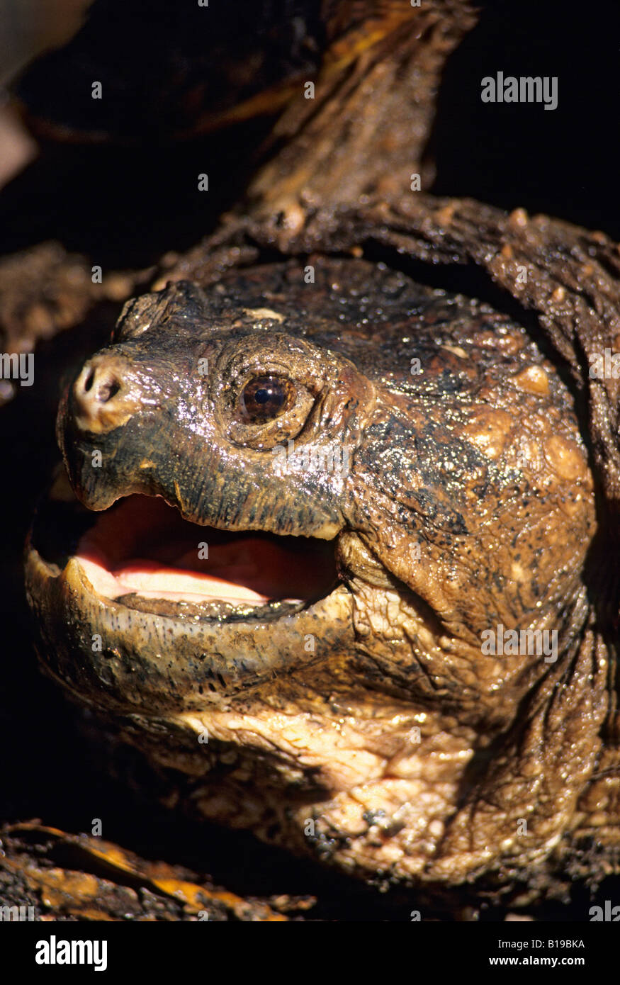 Adult snapping turtle (Chelydra serpentina osceola), central Florida, USA Stock Photo