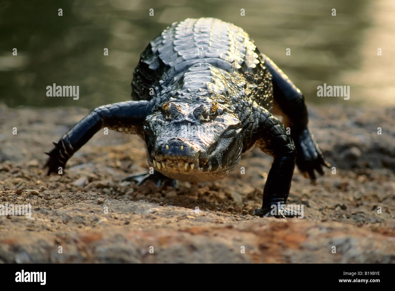 Spectacled caiman (Caiman crocodilus), Brazil Stock Photo