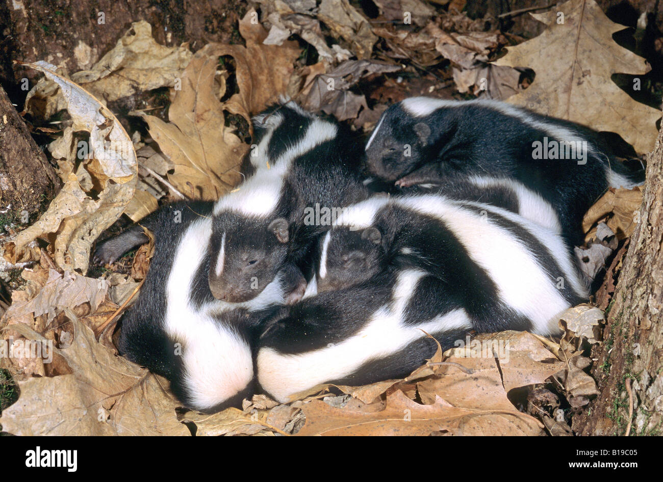 Litter of newborn striped skunks (Mephitis mephitis) in the family natal nest, Minnesota, USA. Stock Photo