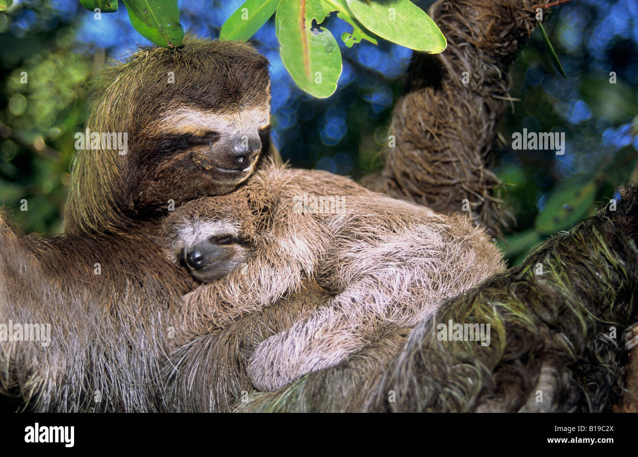 Mother three-toed sloth (Bradypus variegatus) and young, coastal mangroves, Panama, Central America. Stock Photo