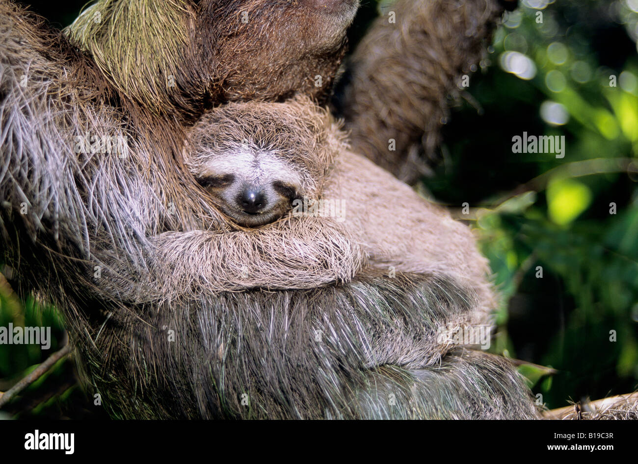 Young three-toed sloth (Bradypus variegatus) clinging to its mother's chest, coastal mangroves, Panama, Central America Stock Photo