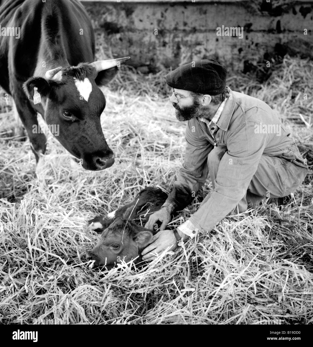 farmer with new born calf and mother cow, Germany Stock Photo