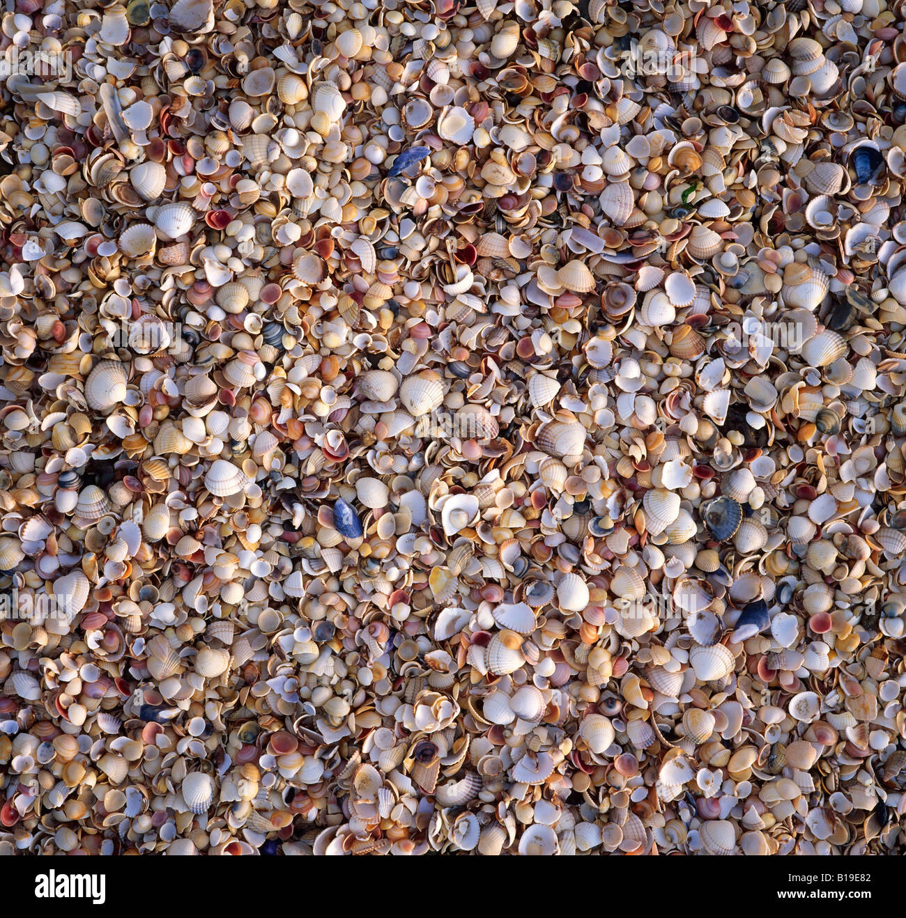 Seashells Stock Photo