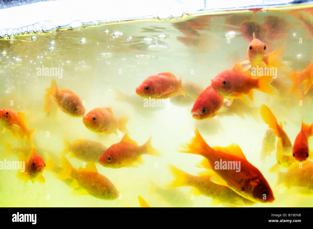 goldfish Kyoto Japan Stock Photo