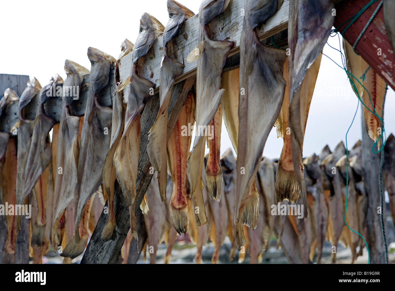 Greenland, West Greenland, Oqaatsut / Rodebay.Halibut dries in the air in this remote hunting and fishing village. Stock Photo
