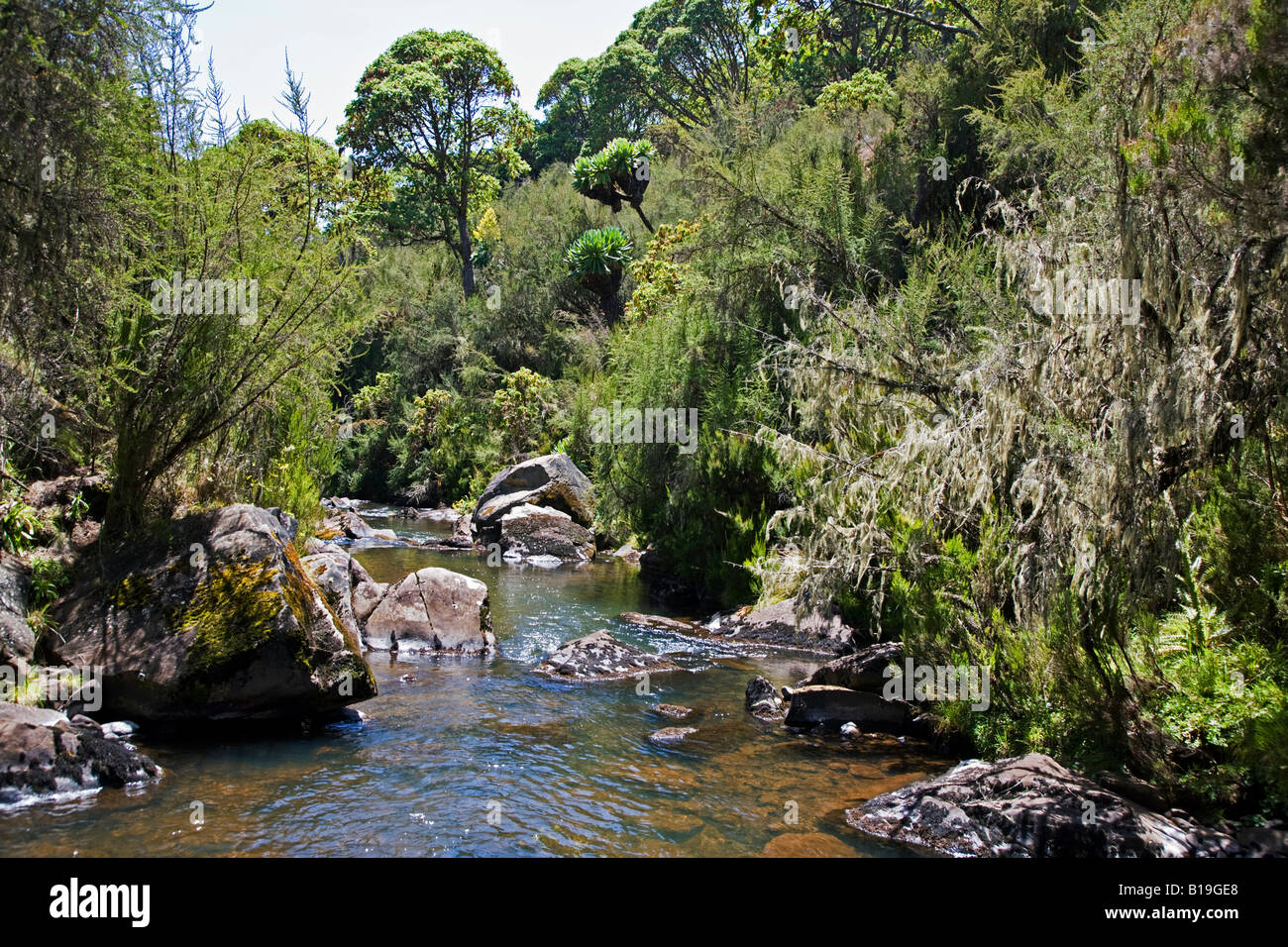 Kenya, Kenya Highlands. A clear mountain stream on the moorlands of the Aberdare Mountains which is stocked with trout. Stock Photo