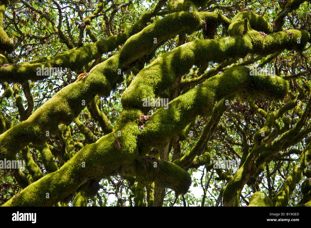 Kenya, Kenya Highlands. Moss growing on Hagenia trees (Hagenia abyssinica) at over 10,000 feet above sea level on the moorlands. Stock Photo