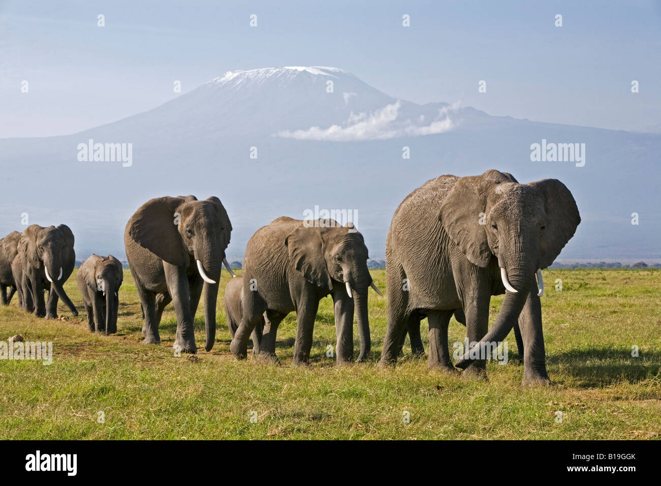 Kenya, Amboseli, Amboseli National Park. A line of elephants (Loxodonta africana) move to Amboseli swamp. Stock Photo