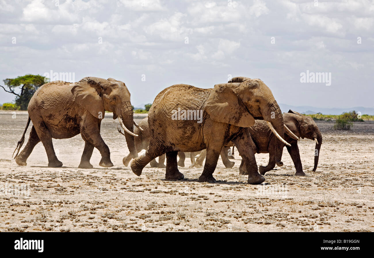 Kenya, Amboseli, Amboseli National Park. A herd of elephants (Loxodonta africana) moves swiftly across open country at Amboseli. Stock Photo