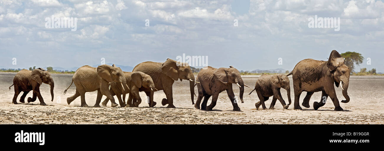 Kenya, Amboseli, Amboseli National Park. A herd of elephants (Loxodonta africana) moves swiftly across open country at Amboseli. Stock Photo