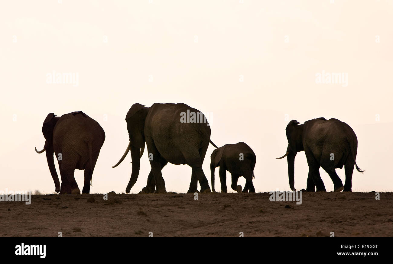 Kenya, Amboseli, Amboseli National Park. Elephants (Loxodonta africana) silhouetted against the skyline. Stock Photo