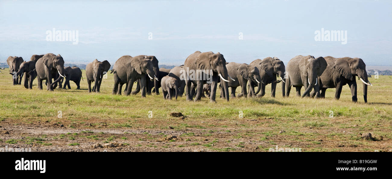 Kenya, Amboseli, Amboseli National Park. A large herd of elephants (Loxodonta africana) moving across plains to the Amboseli NP. Stock Photo