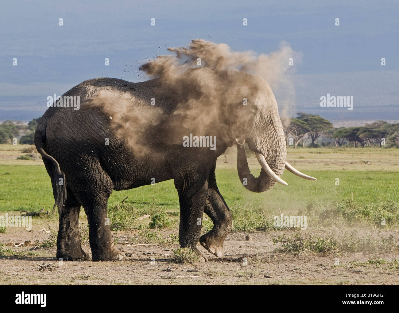 Kenya, Amboseli, Amboseli National Park. An elephant (Loxodonta africana) dusting itself on the edge of the Amboseli swamp area. Stock Photo