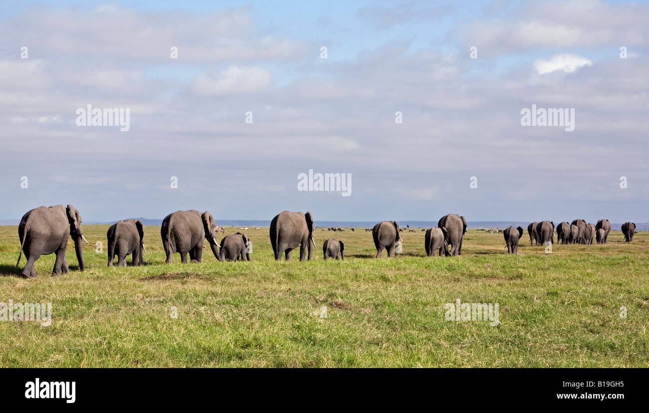 Kenya, Amboseli, Amboseli National Park. A line of elephants (Loxodonta africana) heading towards the swamp at Amboseli NP. Stock Photo