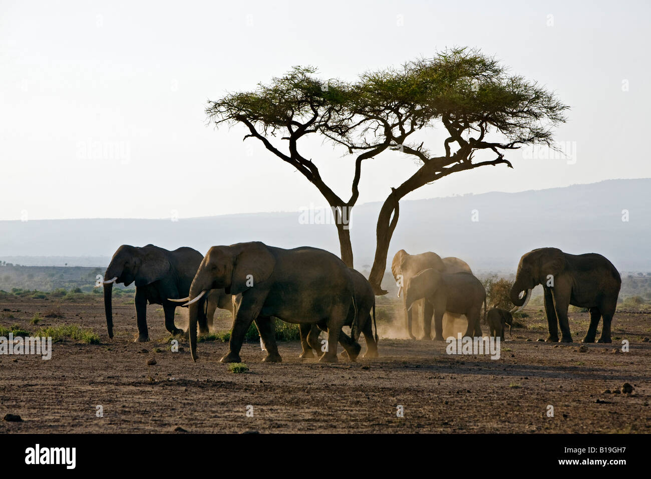 Kenya, Amboseli, Amboseli National Park. Elephants (Loxodonta africana) pause to dust themselves before heading to the swamp. Stock Photo