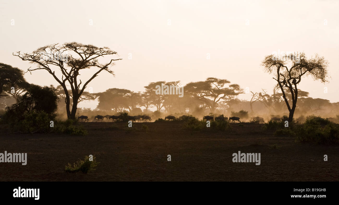 Kenya, Amboseli, Amboseli National Park. A herd of wildebeest kick up dust as they head for water in the early morning. Stock Photo