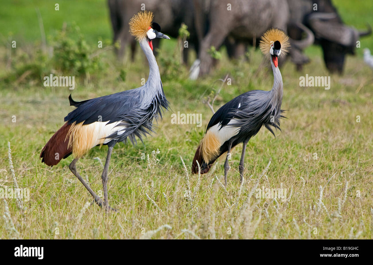 Kenya, Amboseli, Amboseli National Park. Grey Crowned cranes (Balearica regulorum). Stock Photo