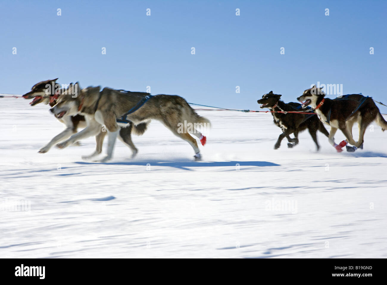 Husky running cheap speed