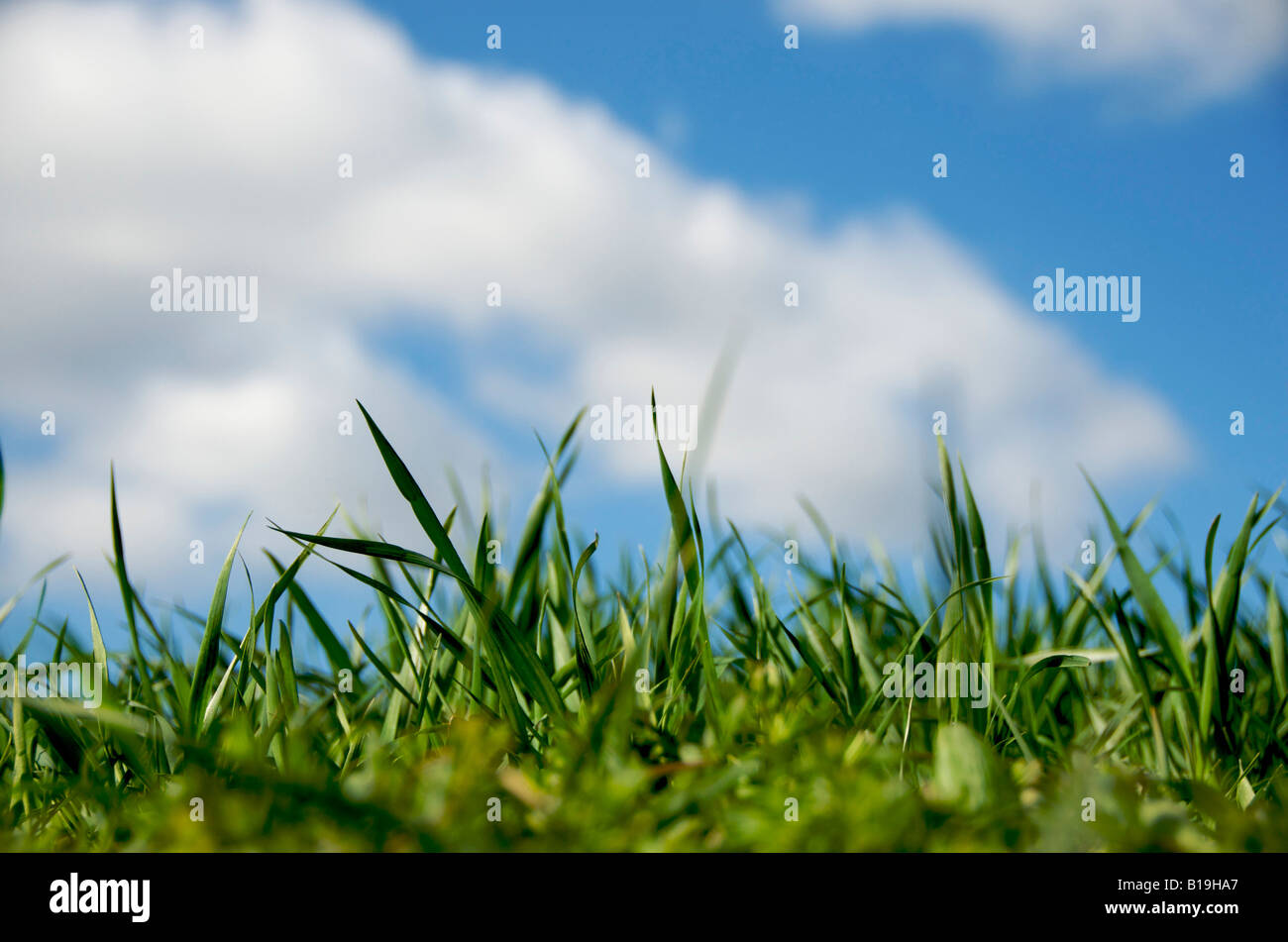 Grass, clouds, sky Stock Photo - Alamy