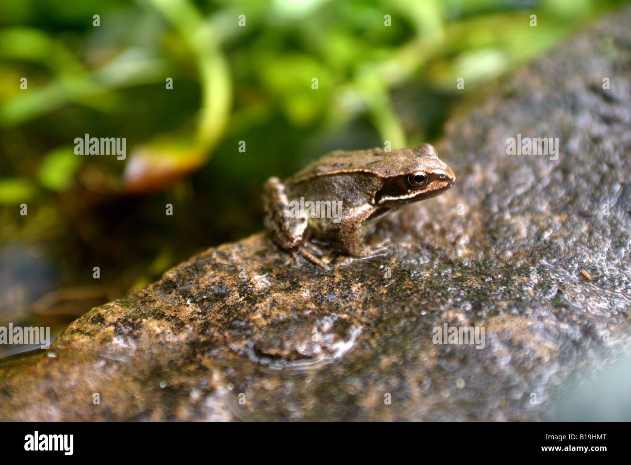 A Common Frog, Rana temporaria, sitting on a stone in a garden. Stock Photo