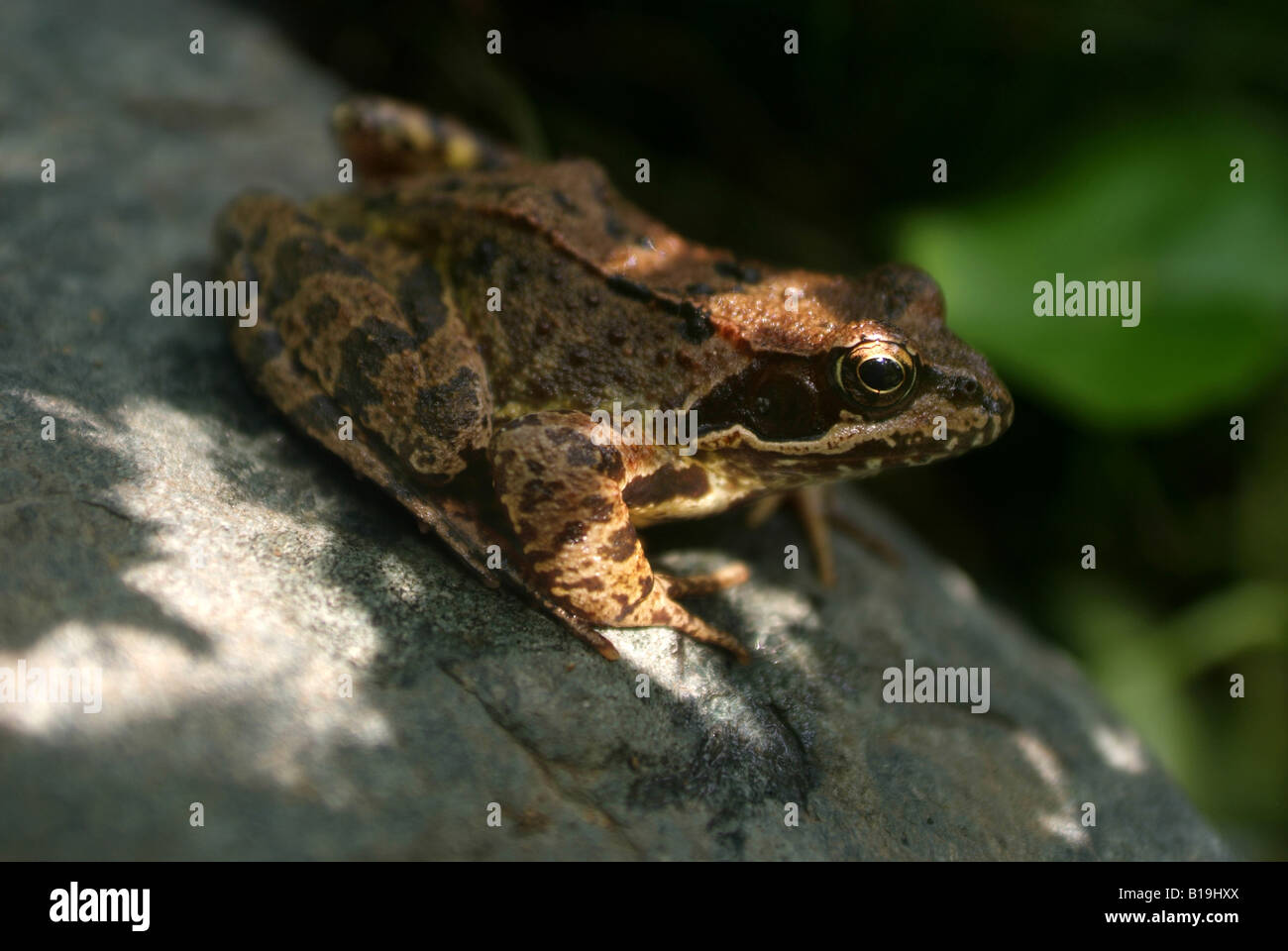 A Common Frog, Rana temporaria sitting on a stone in a garden. Stock Photo