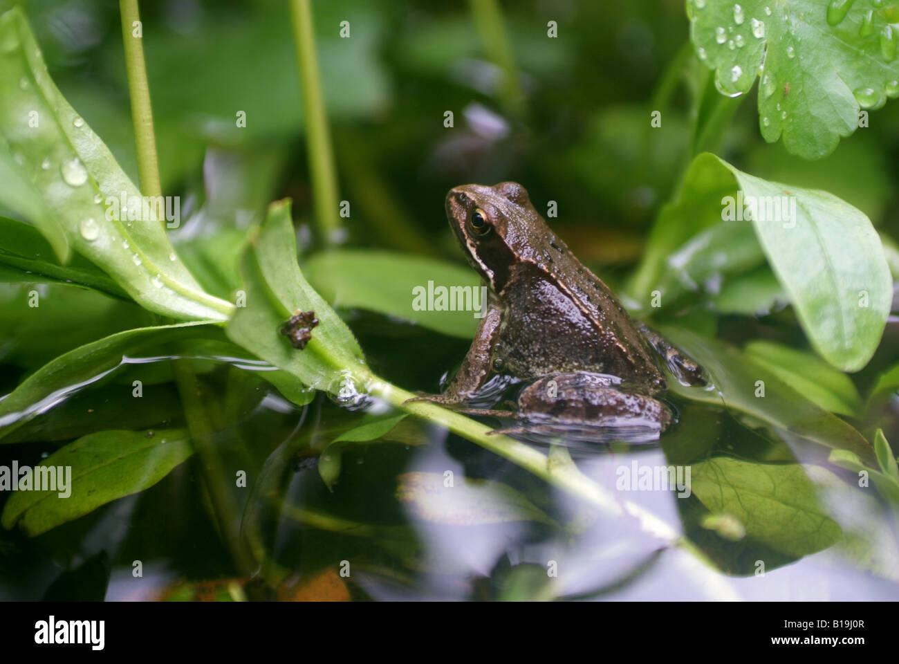 A Common Frog, Rana temporaria in a small garden pond. Stock Photo