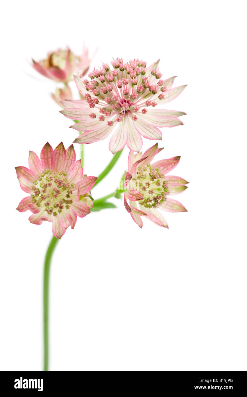 Astrantia flowers on white background, close-up Stock Photo