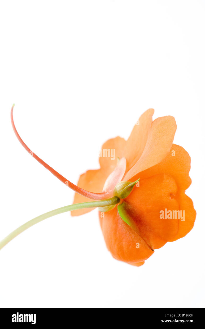 Orange impatiens flower Stock Photo