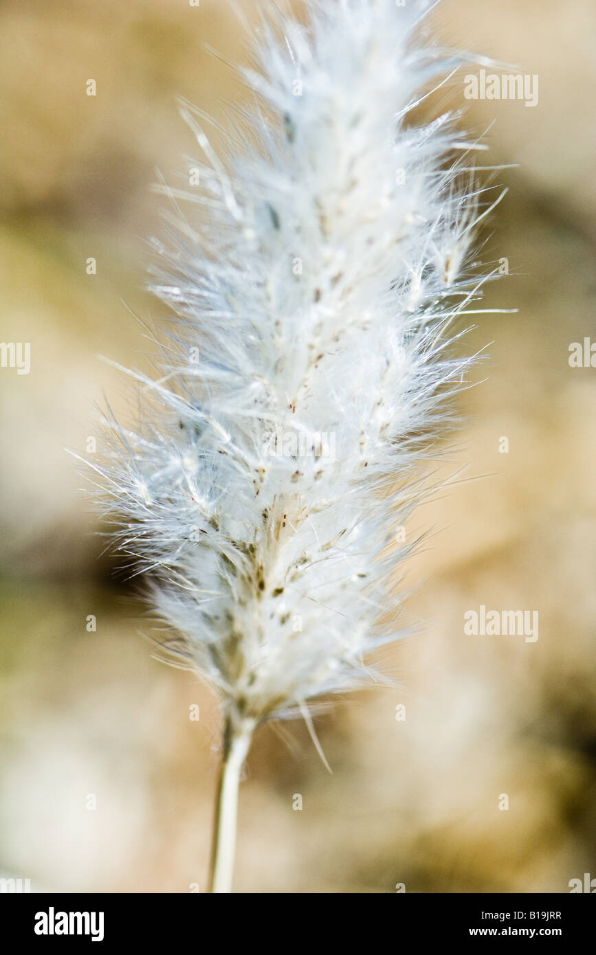 Fluffy seed head of Hare's Tail plant (Lagurus ovatus), close-up Stock Photo