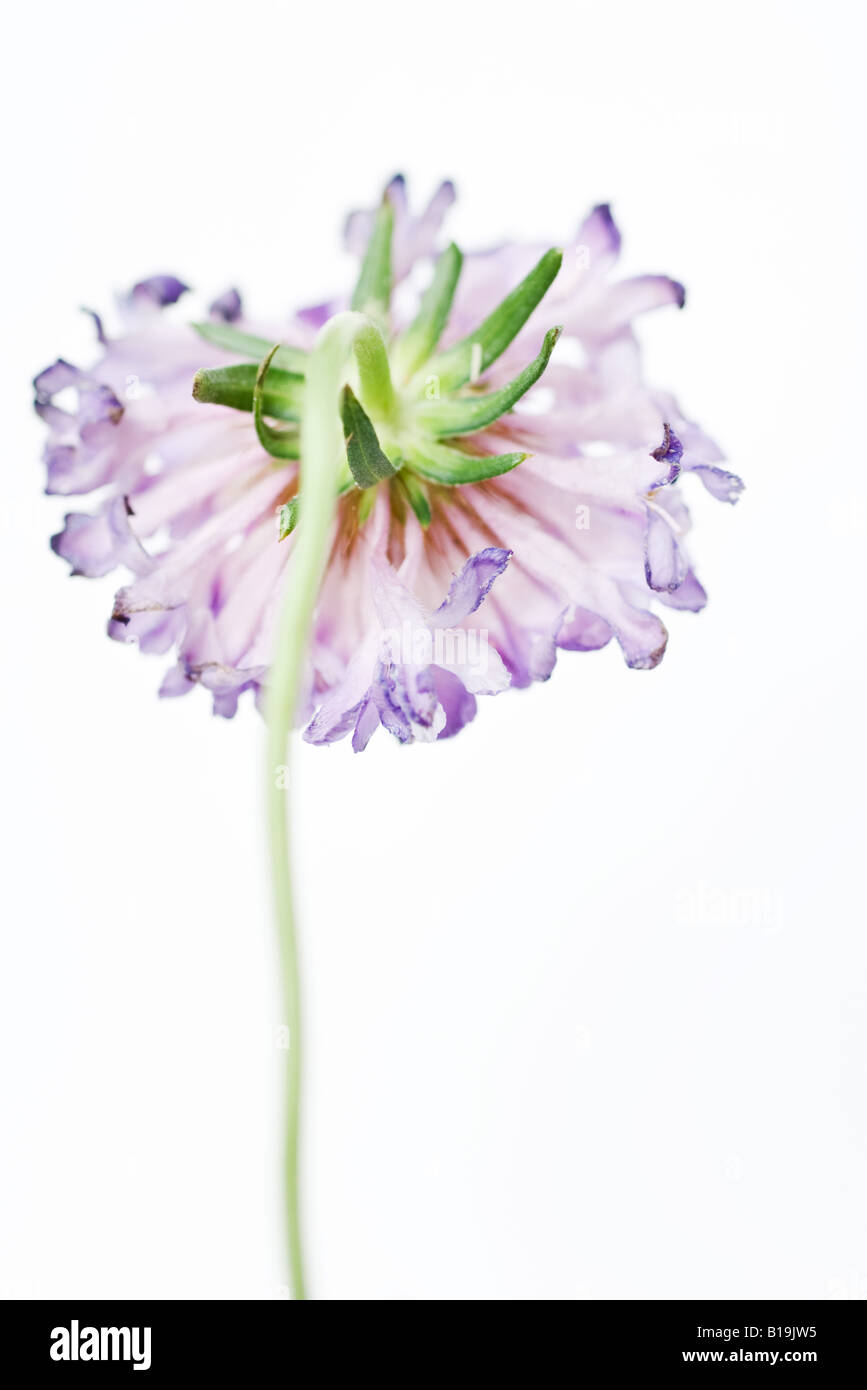 Scabiosa flower, rear view Stock Photo
