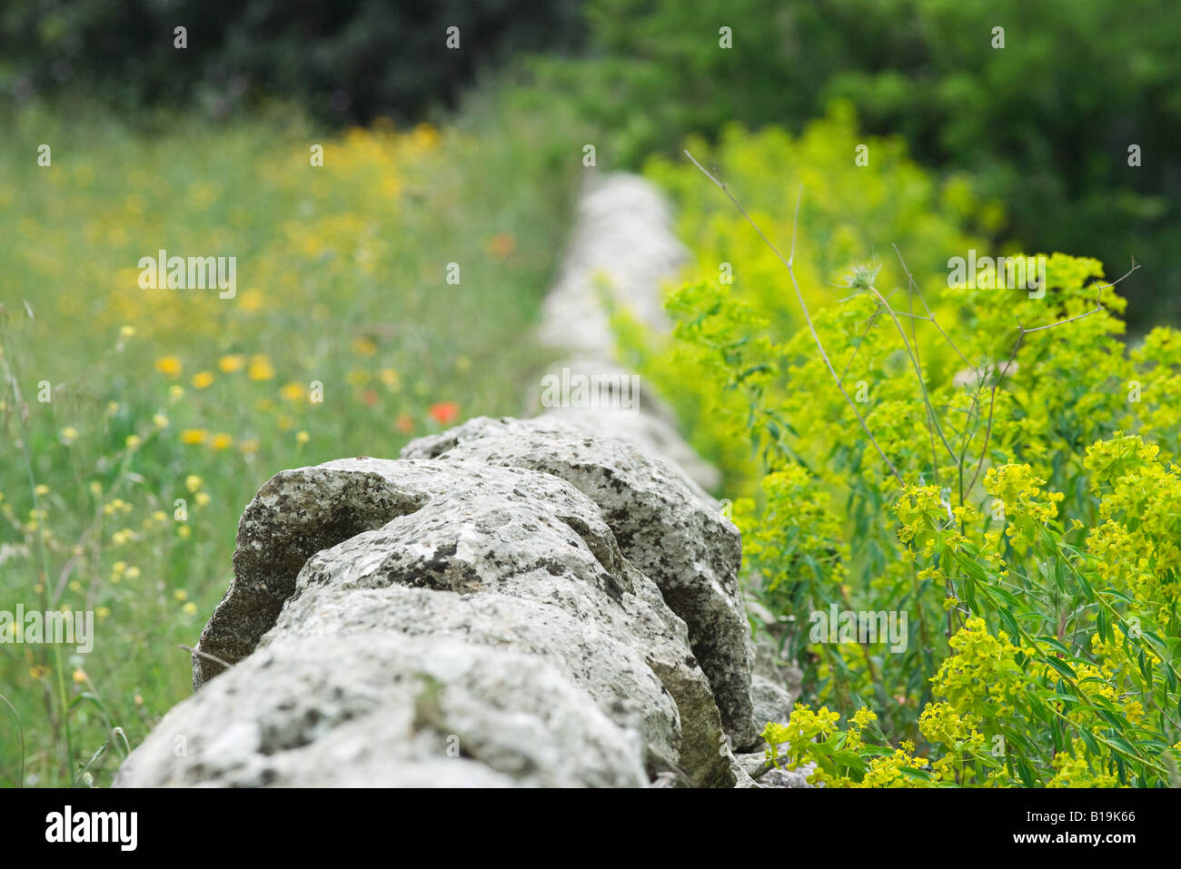Stone wall in country landscape with wildflowers Stock Photo - Alamy