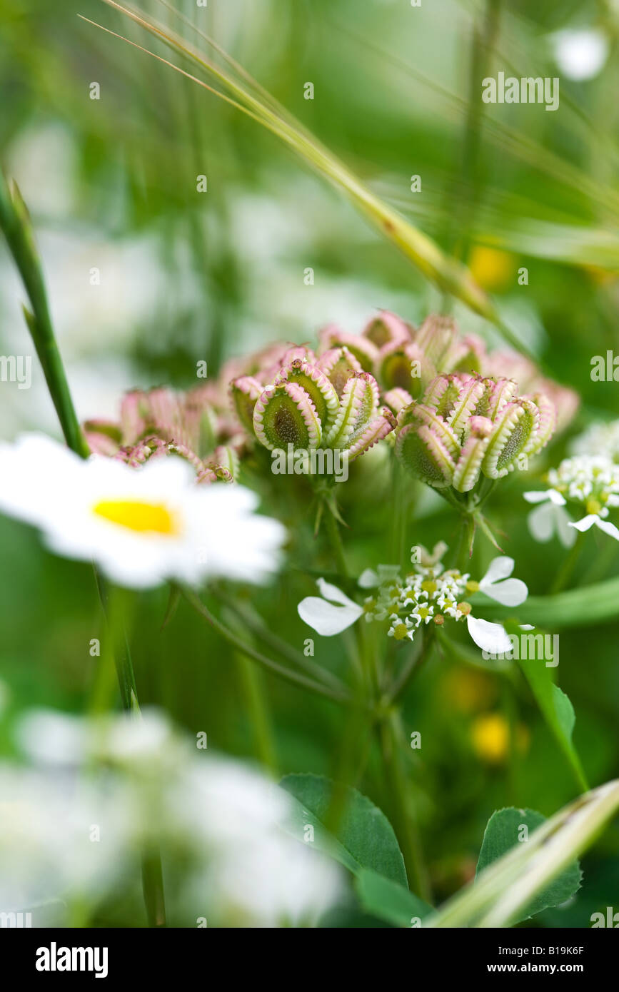 Wildflowers, close-up Stock Photo