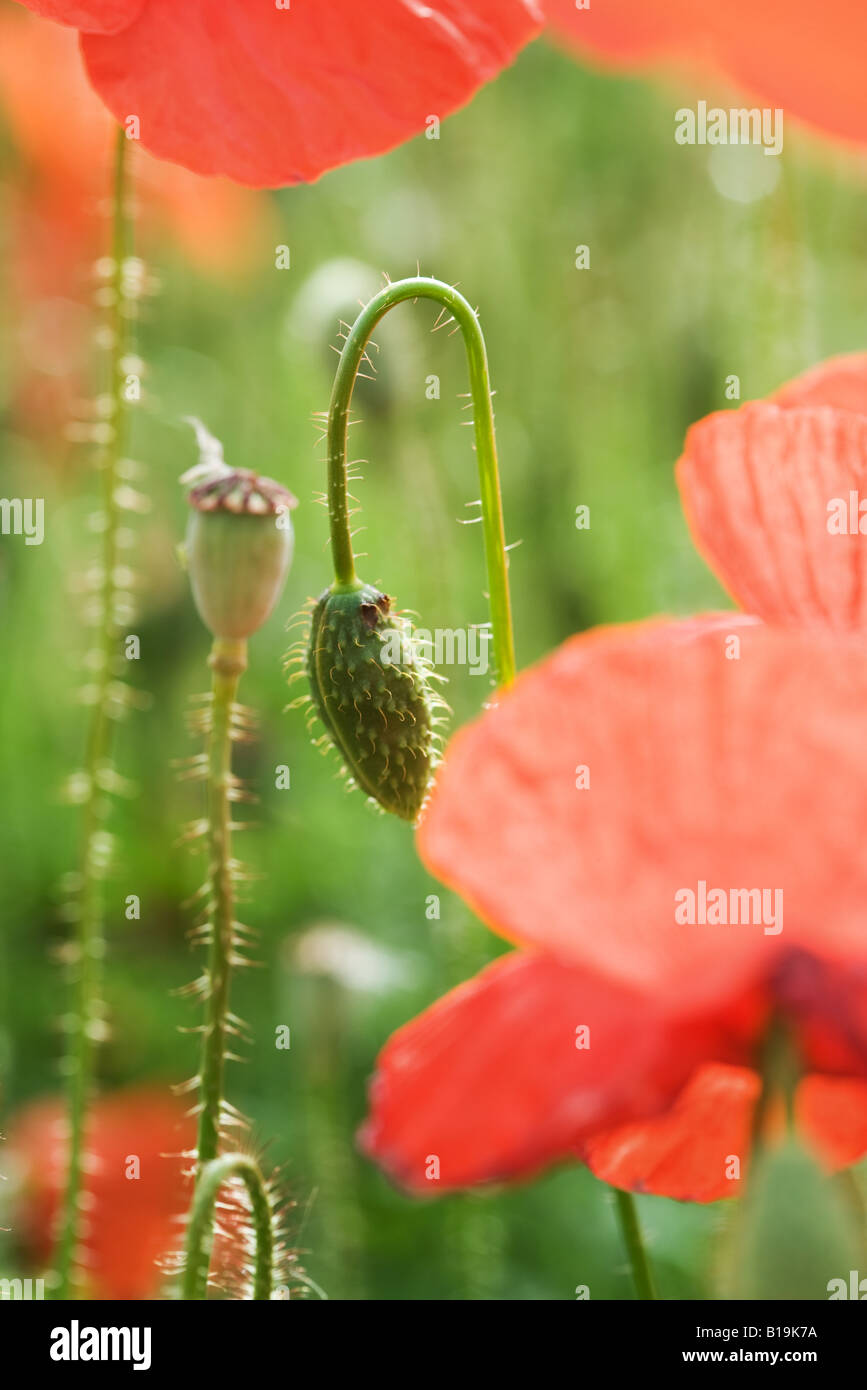 Red poppies and flower buds, close-up Stock Photo