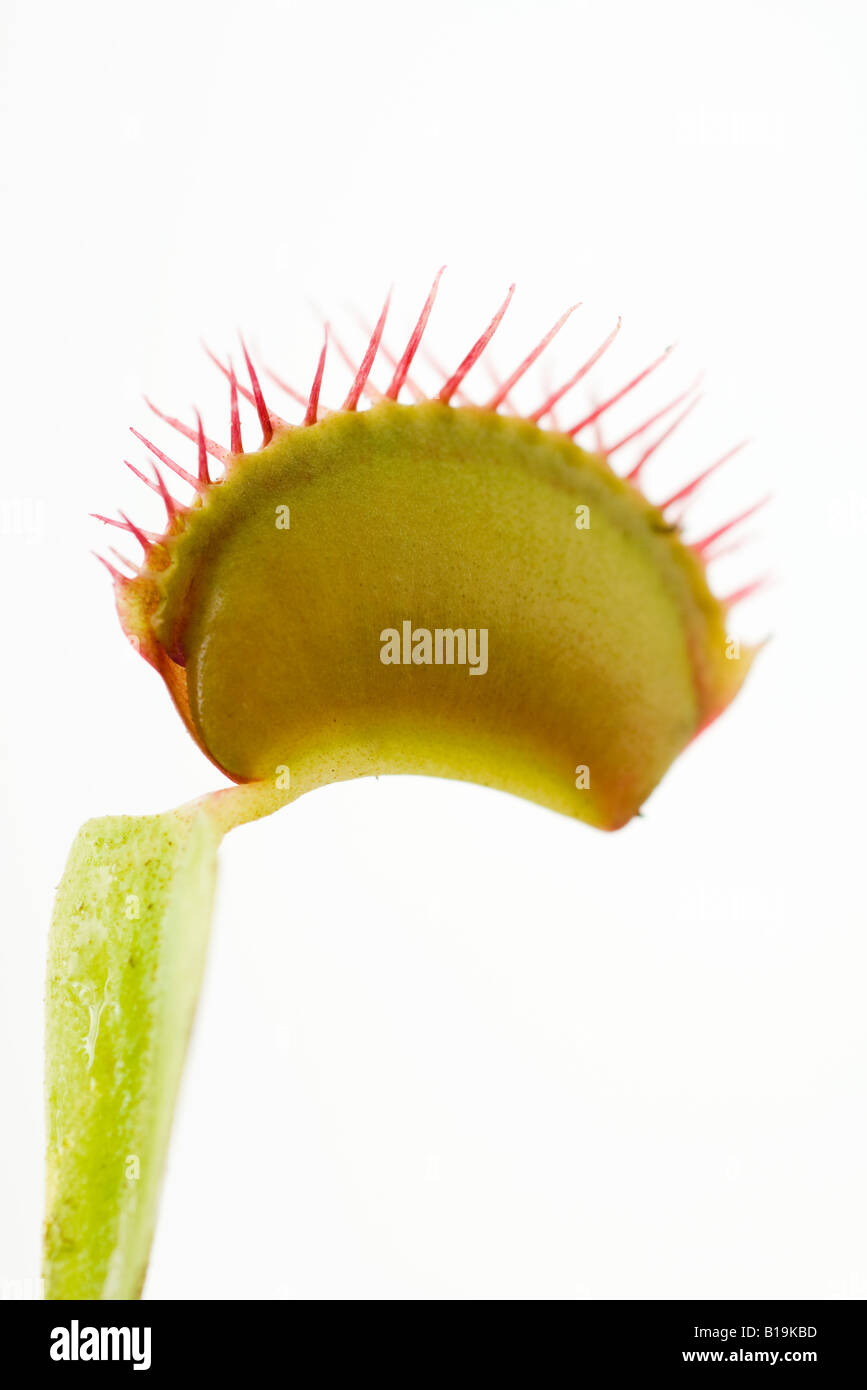 Venus flytrap, close-up Stock Photo