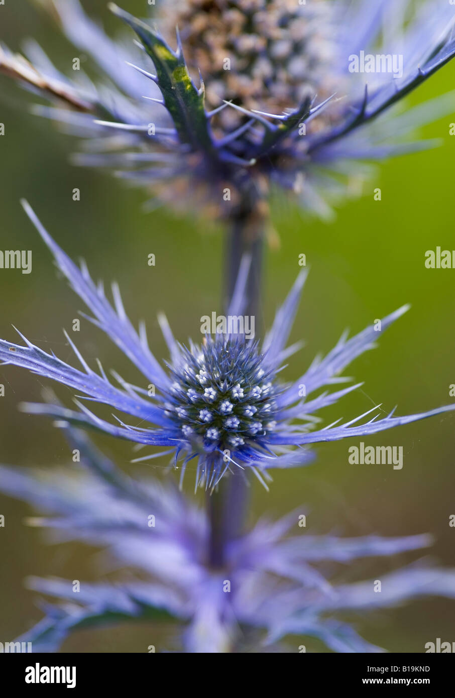 Eryngium Cobalt Star Stock Photo Alamy