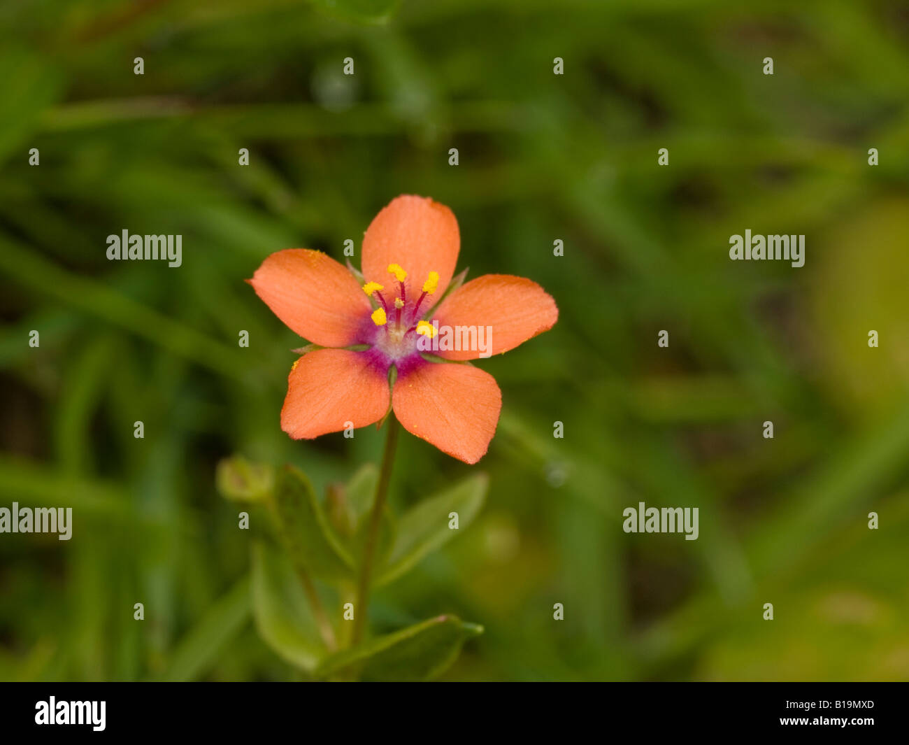 Scarlet Pimpernel Anagallis arvensis subspecies arvensis (Primulaceae Stock Photo Alamy
