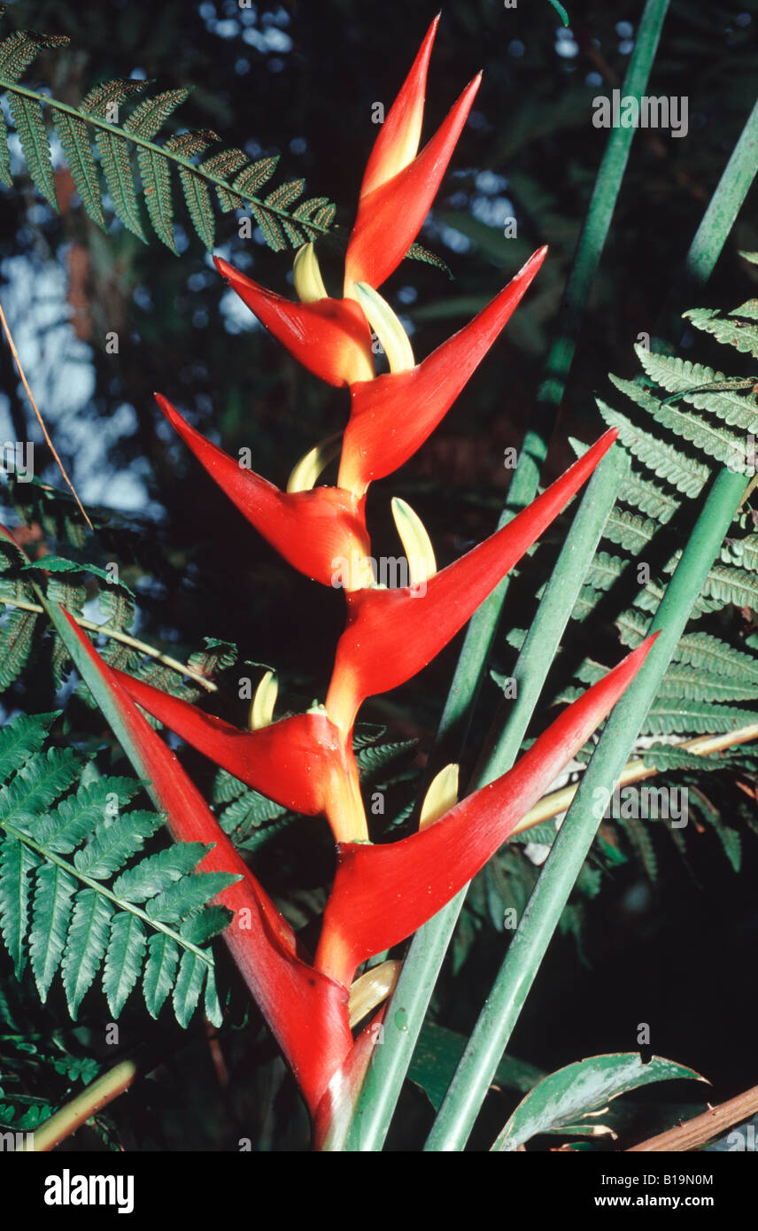Bromelia, Tropical plant of Brazil Stock Photo