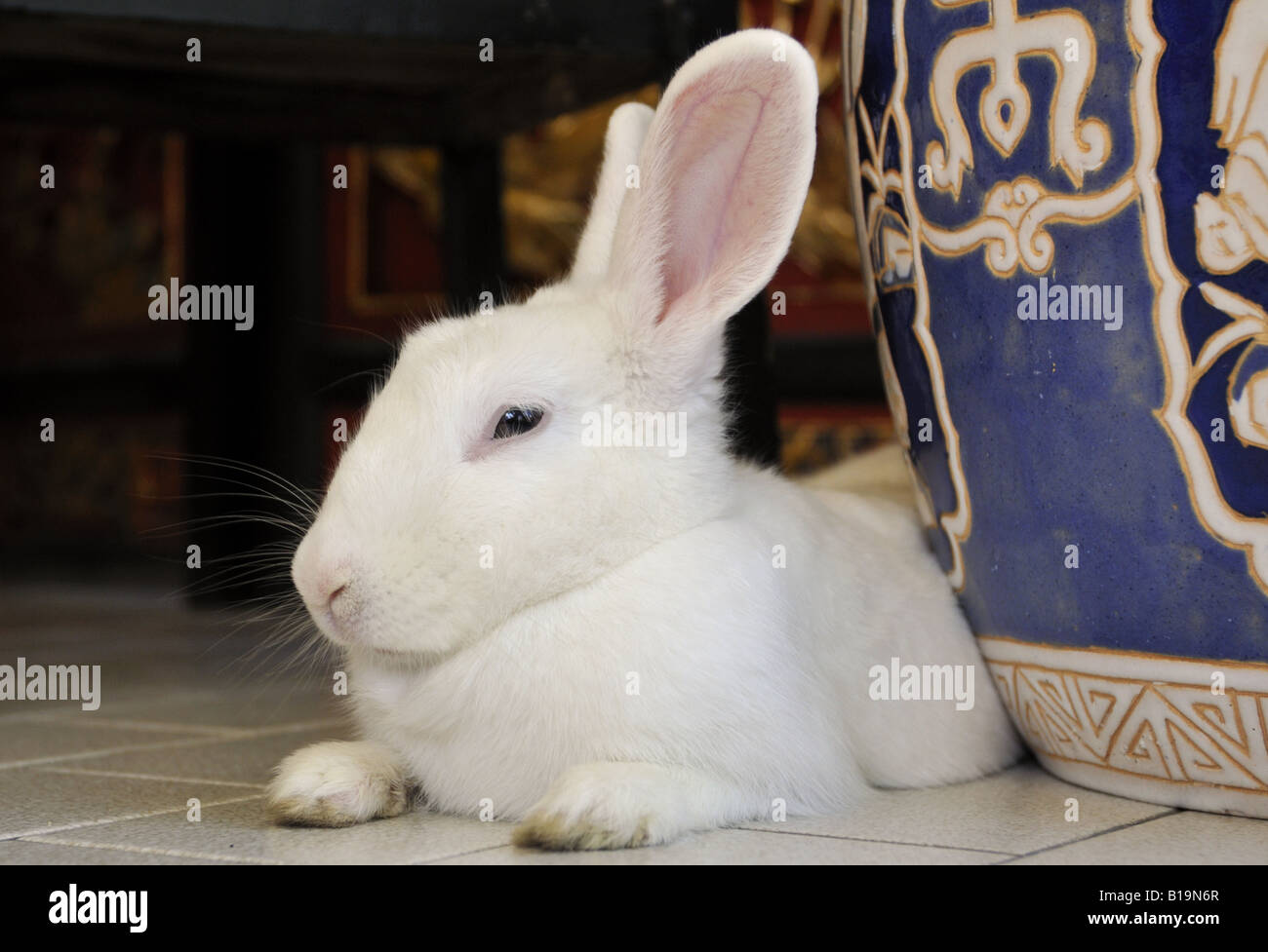 Rabbit eye close up hi-res stock photography and images - Alamy