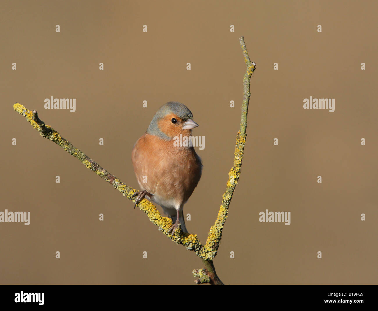 Male Chaffinch Fringilla coelebs perched on branch in late afternoon winter sun alongside Draycote Reservoir in Warwickshire Stock Photo