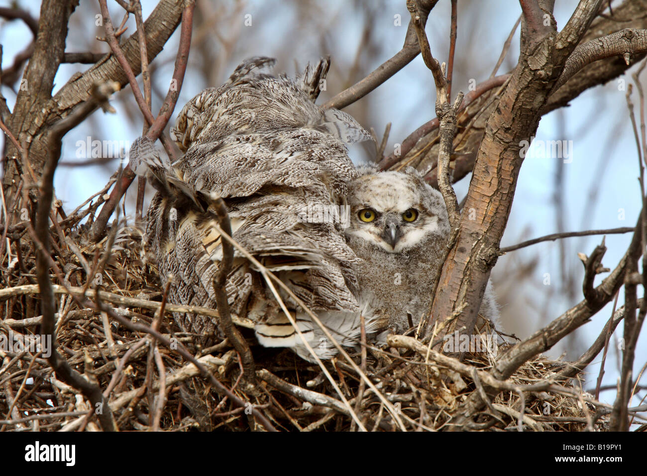owlet adult