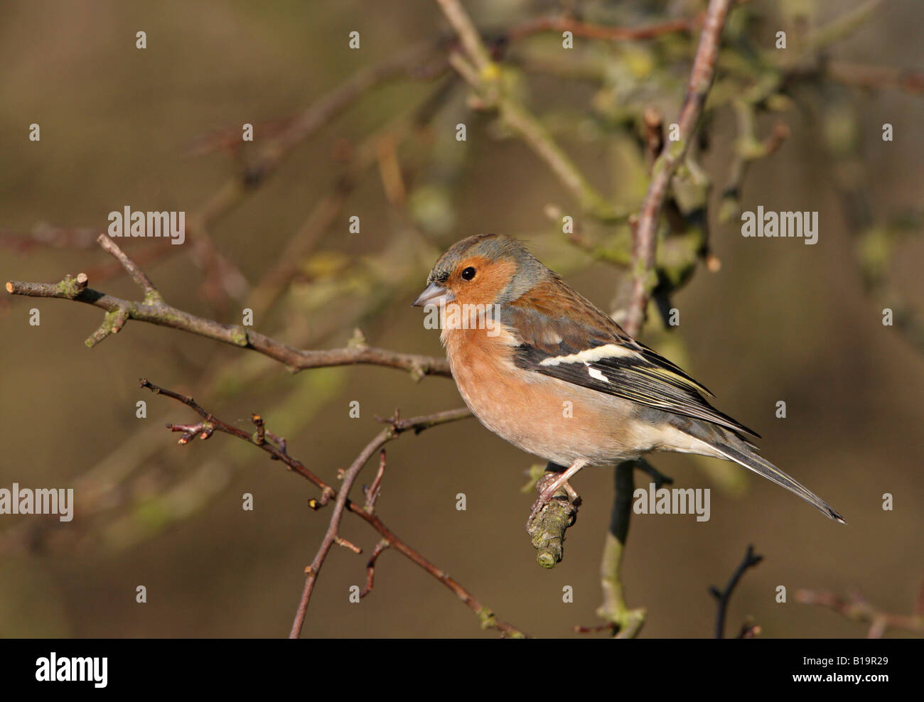 Male Chaffinch Fringilla coelebs perched on branch in late afternoon winter sun alongside Draycote Reservoir in Warwickshire Stock Photo