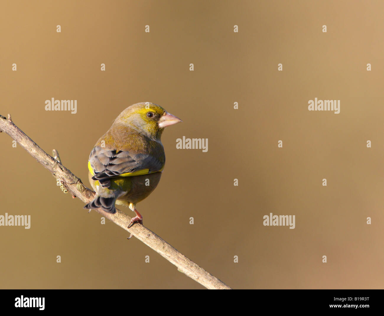 Male Greenfinch Carduelis chloris perched on branch in late afternoon winter sun alongside Draycote Reservoir in Warwickshire Stock Photo