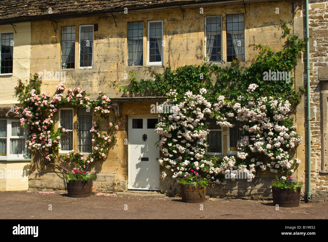 Roses encircle and frame cottage windows in Lacock in June Stock Photo