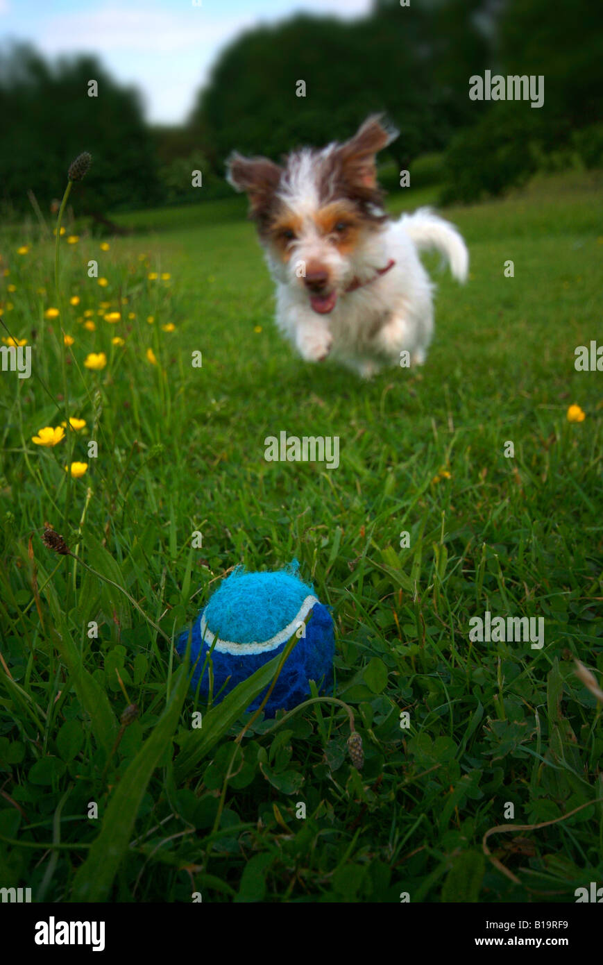 A small dog playing with a ball in a garden Stock Photo