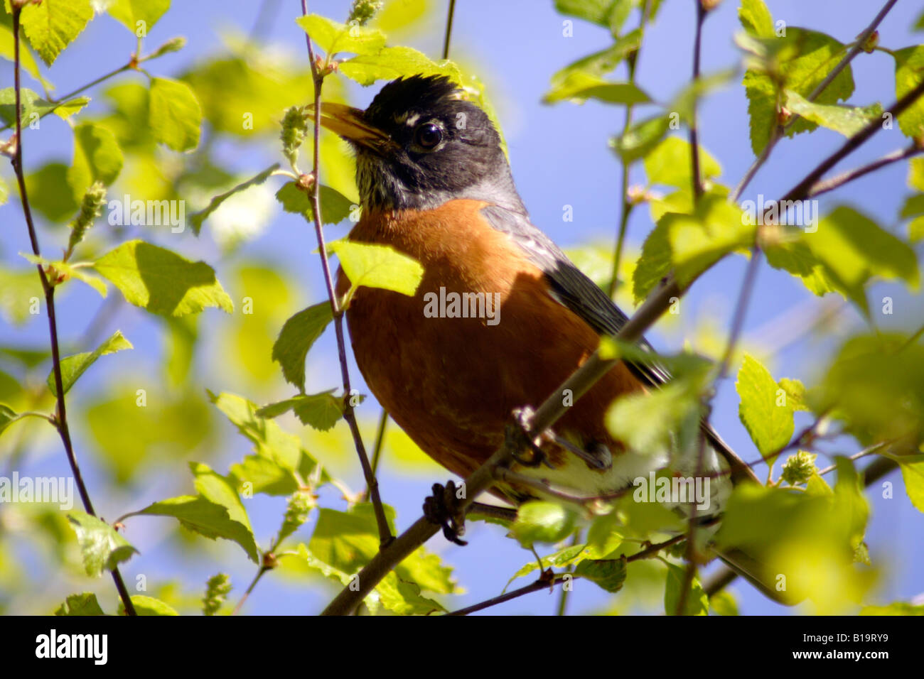 North American robin female (Turdus migratorius), Michigan, USA Stock Photo