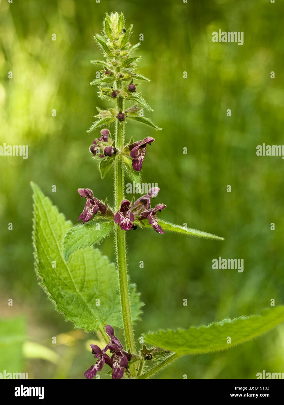 Hedge Woundwort Stachys sylvatica (Lamiaceae) Stock Photo