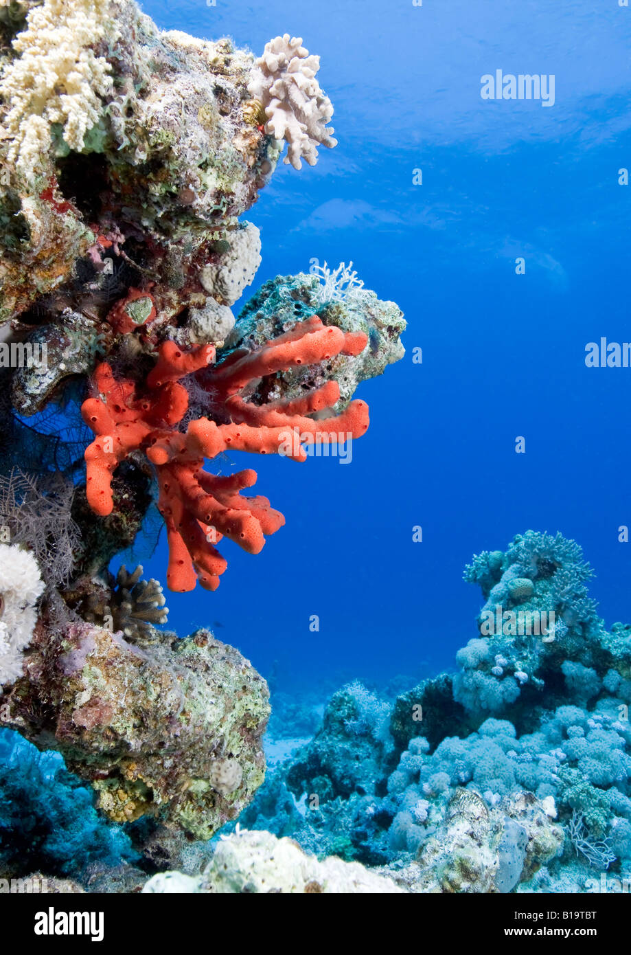 This Fire Sponge adorns the coral reef near Hurghada in the Egyptian Red Sea. Stock Photo